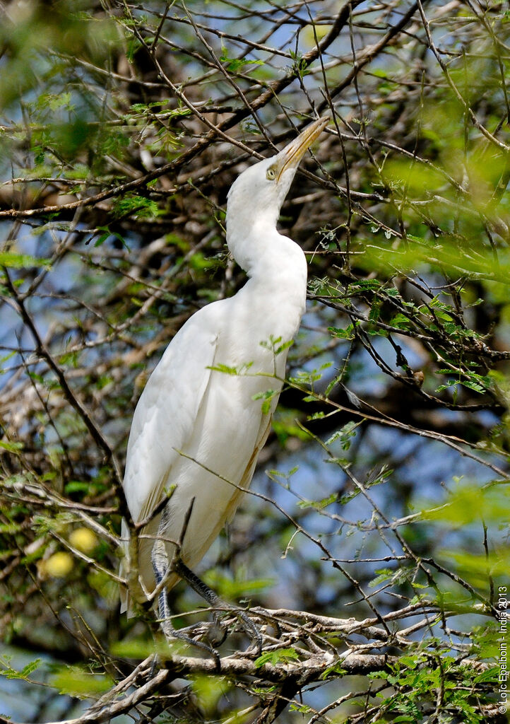 Eastern Cattle Egret