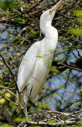 Eastern Cattle Egret