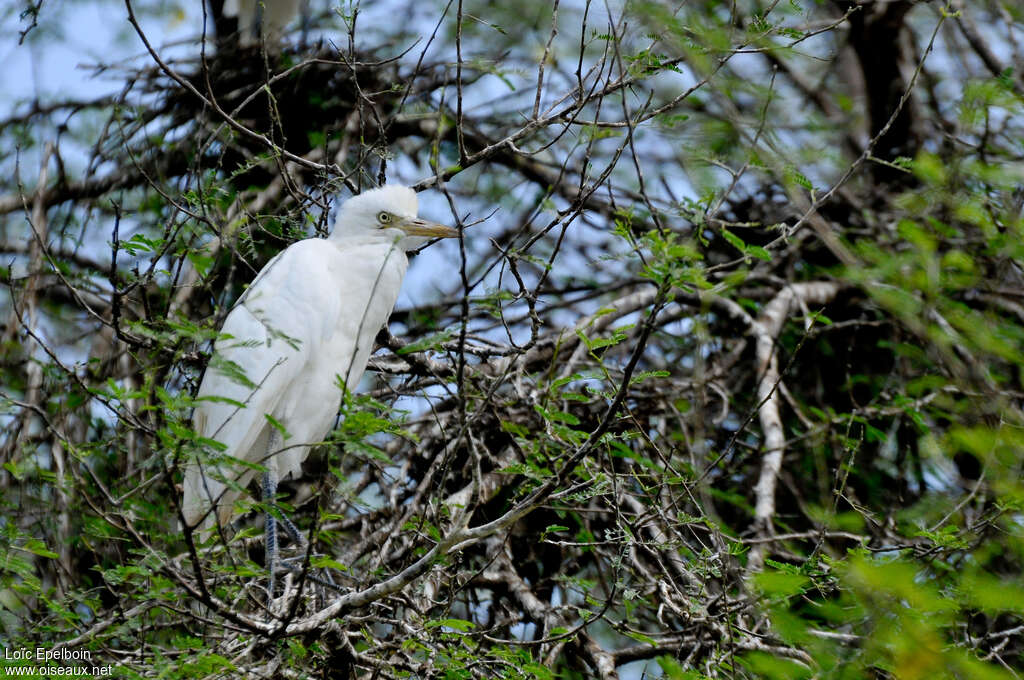 Eastern Cattle Egretjuvenile, identification