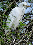 Eastern Cattle Egret