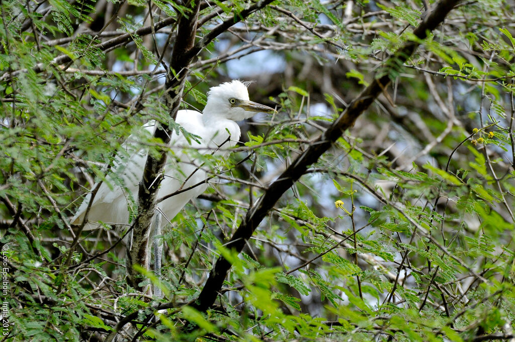 Eastern Cattle Egret