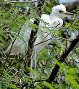 Eastern Cattle Egret