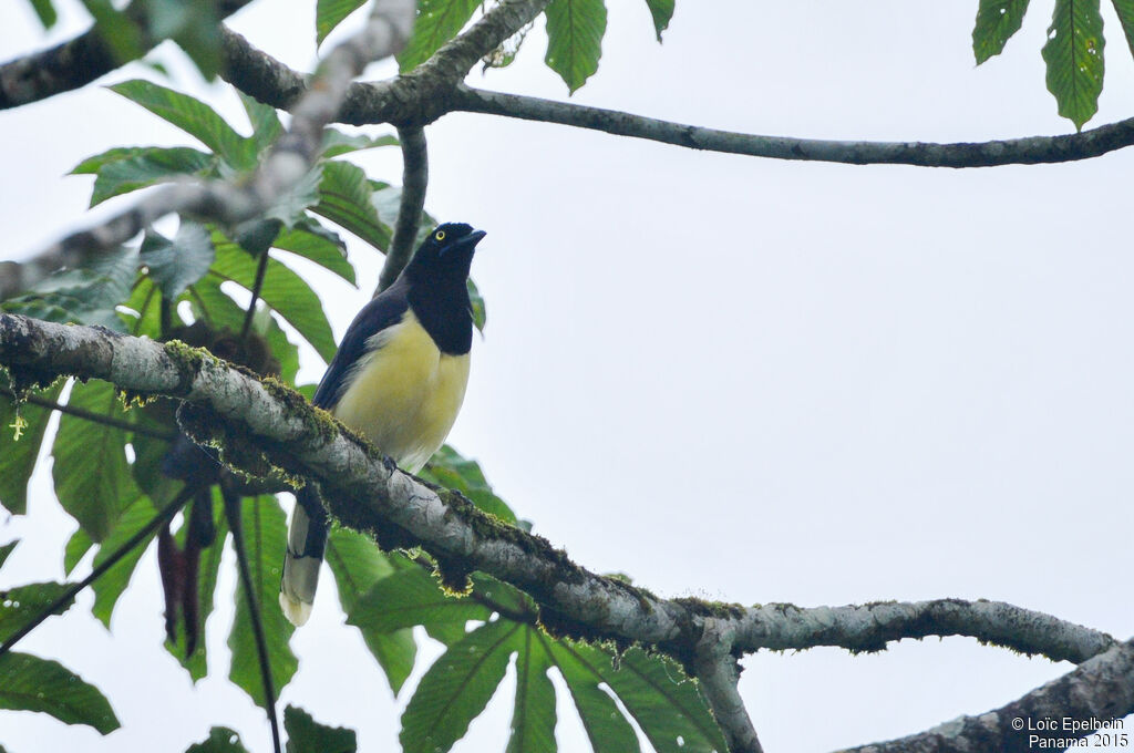 Black-chested Jay