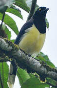 Black-chested Jay