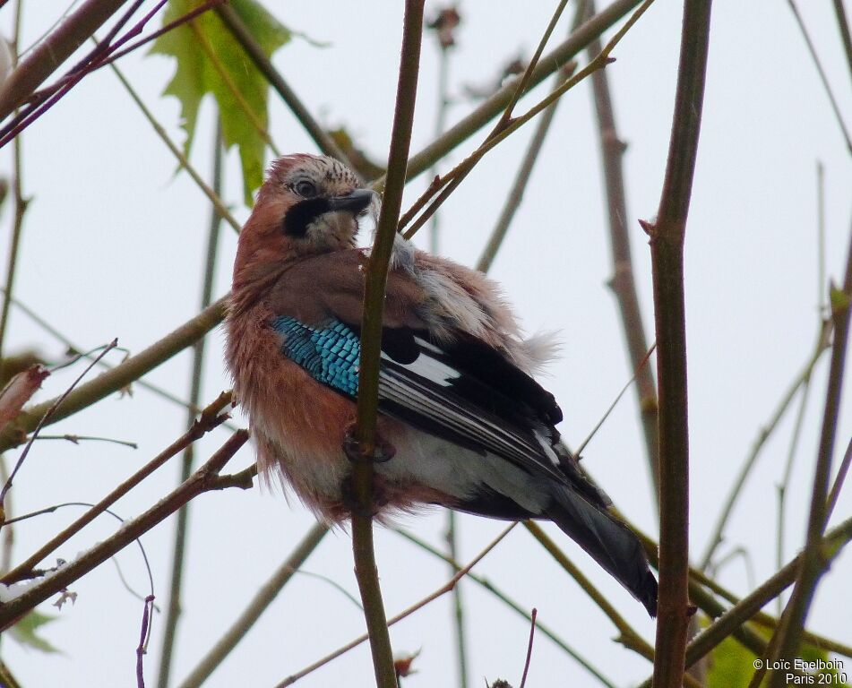 Eurasian Jay