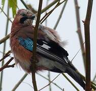 Eurasian Jay