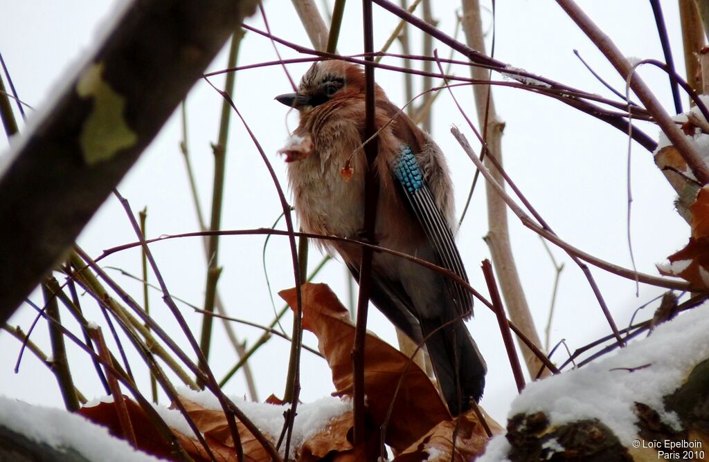 Eurasian Jay