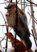 Eurasian Jay