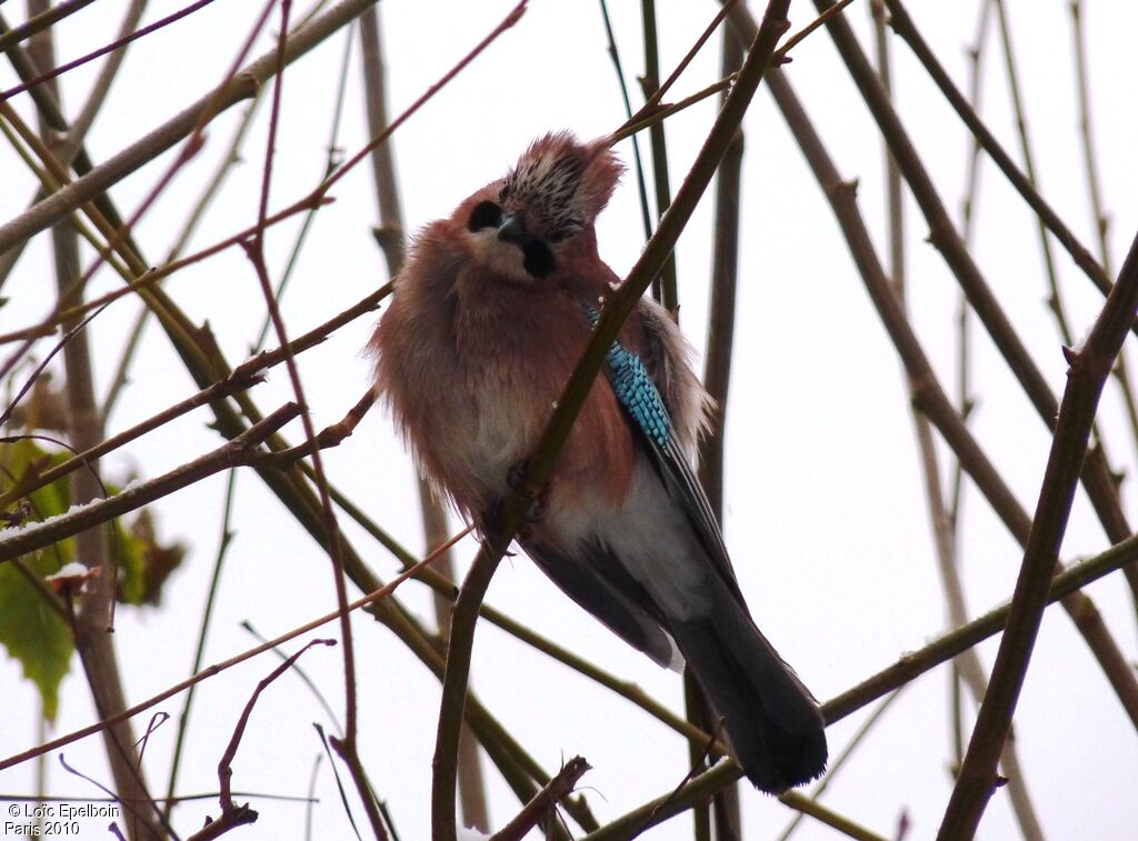 Eurasian Jay