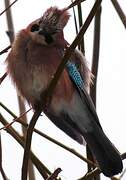 Eurasian Jay