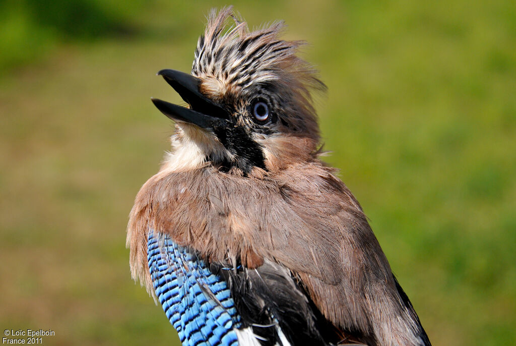 Eurasian Jay