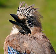 Eurasian Jay