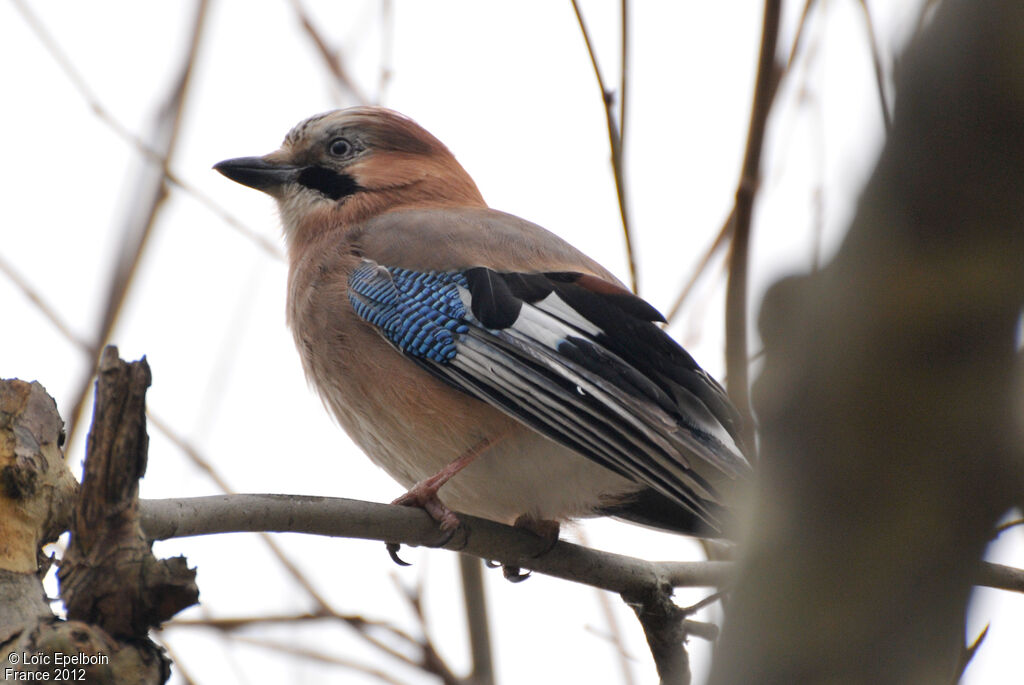 Eurasian Jay