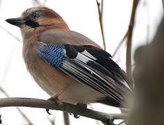 Eurasian Jay