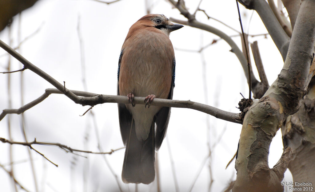 Eurasian Jay