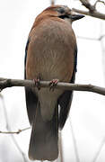 Eurasian Jay