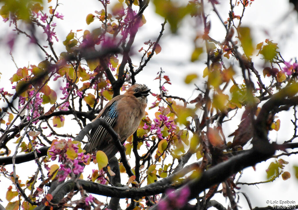 Eurasian Jay