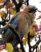 Eurasian Jay