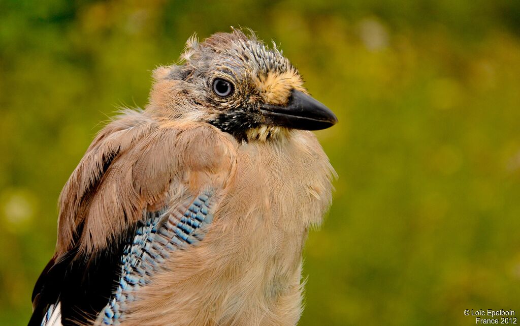 Eurasian Jay