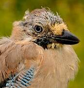 Eurasian Jay