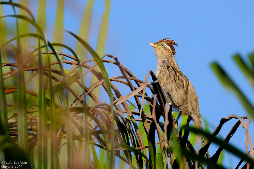 Striped Cuckoo