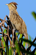 Striped Cuckoo