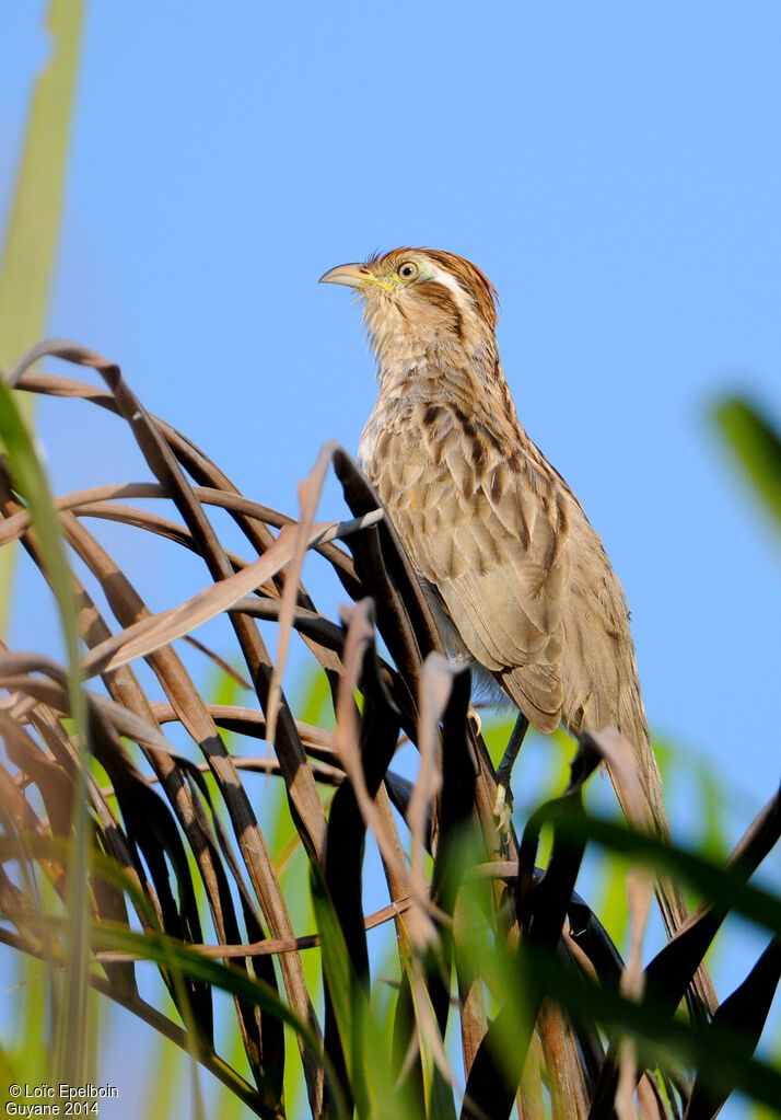 Striped Cuckoo