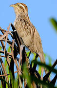 Striped Cuckoo