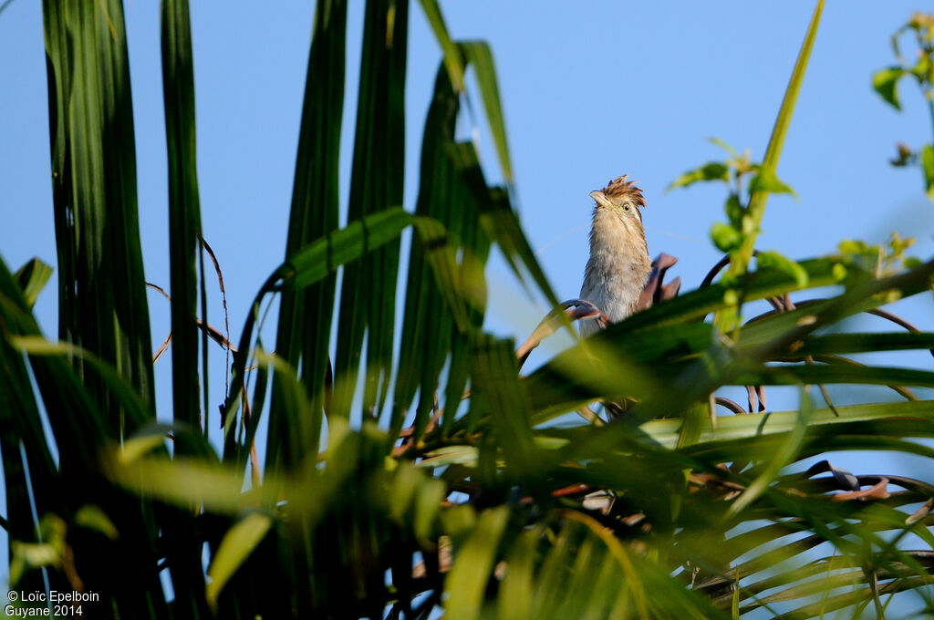 Striped Cuckoo