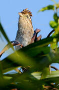 Striped Cuckoo