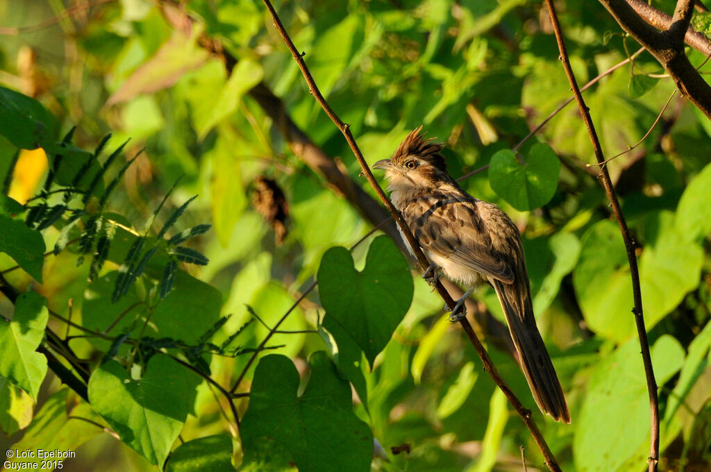 Striped Cuckoo