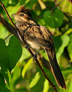 Striped Cuckoo