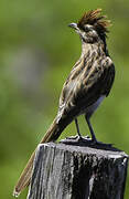 Striped Cuckoo