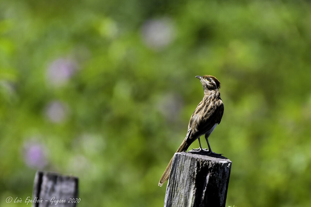 Striped Cuckoo