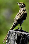 Striped Cuckoo