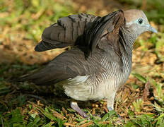 Zebra Dove