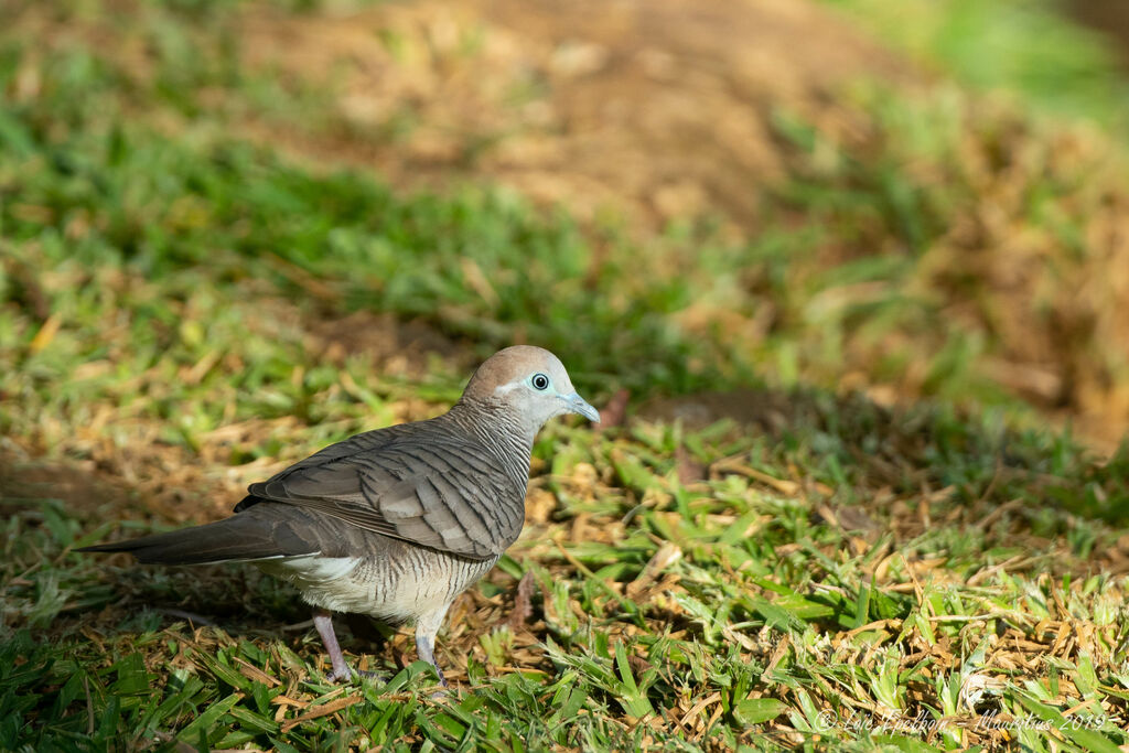 Zebra Dove