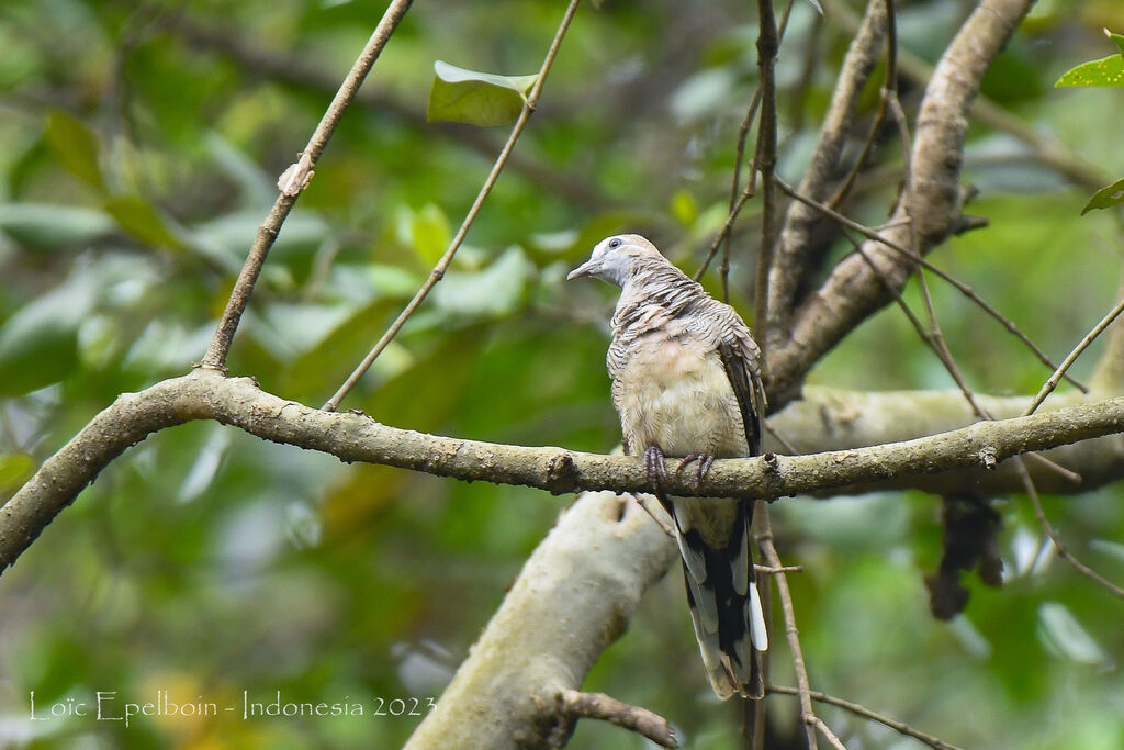 Zebra Dove