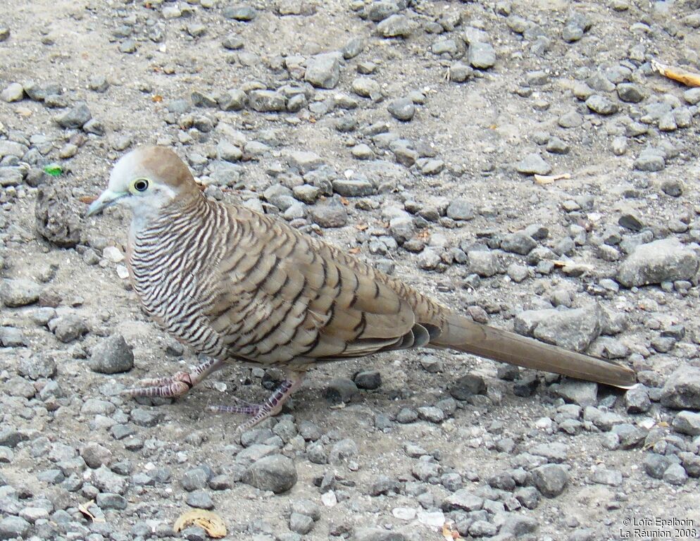 Zebra Dove