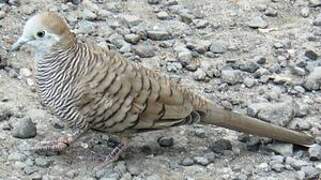 Zebra Dove