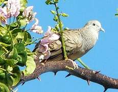 Zebra Dove