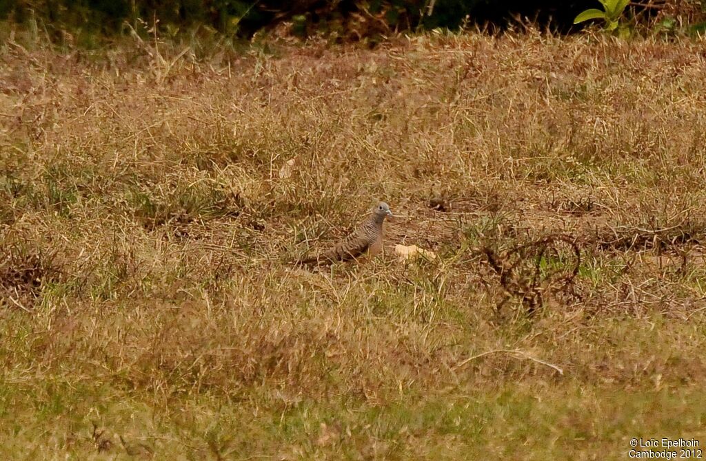 Zebra Dove