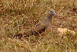 Zebra Dove