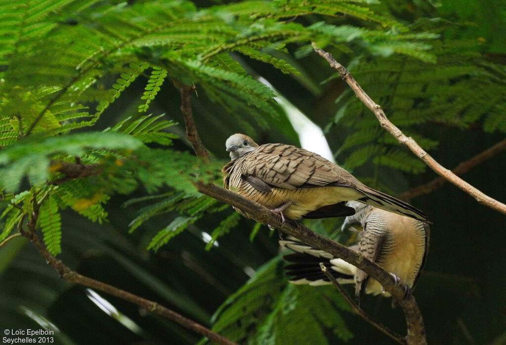 Zebra Dove