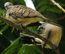 Zebra Dove