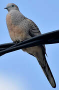 Zebra Dove