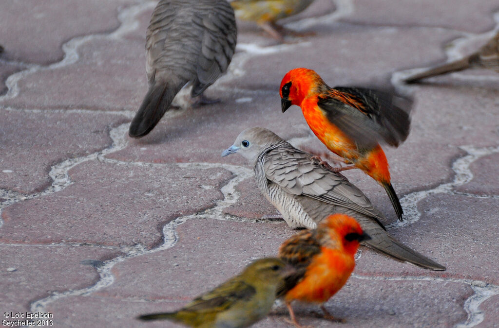 Zebra Dove