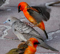 Zebra Dove