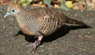 Zebra Dove