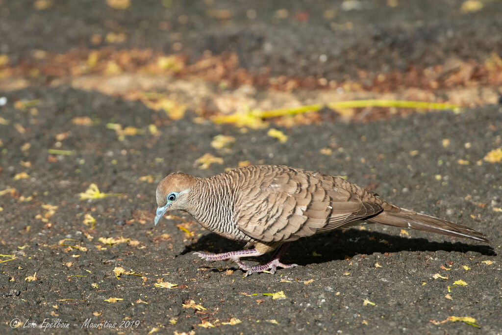 Zebra Dove